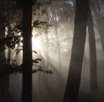 Фото туман в лесу