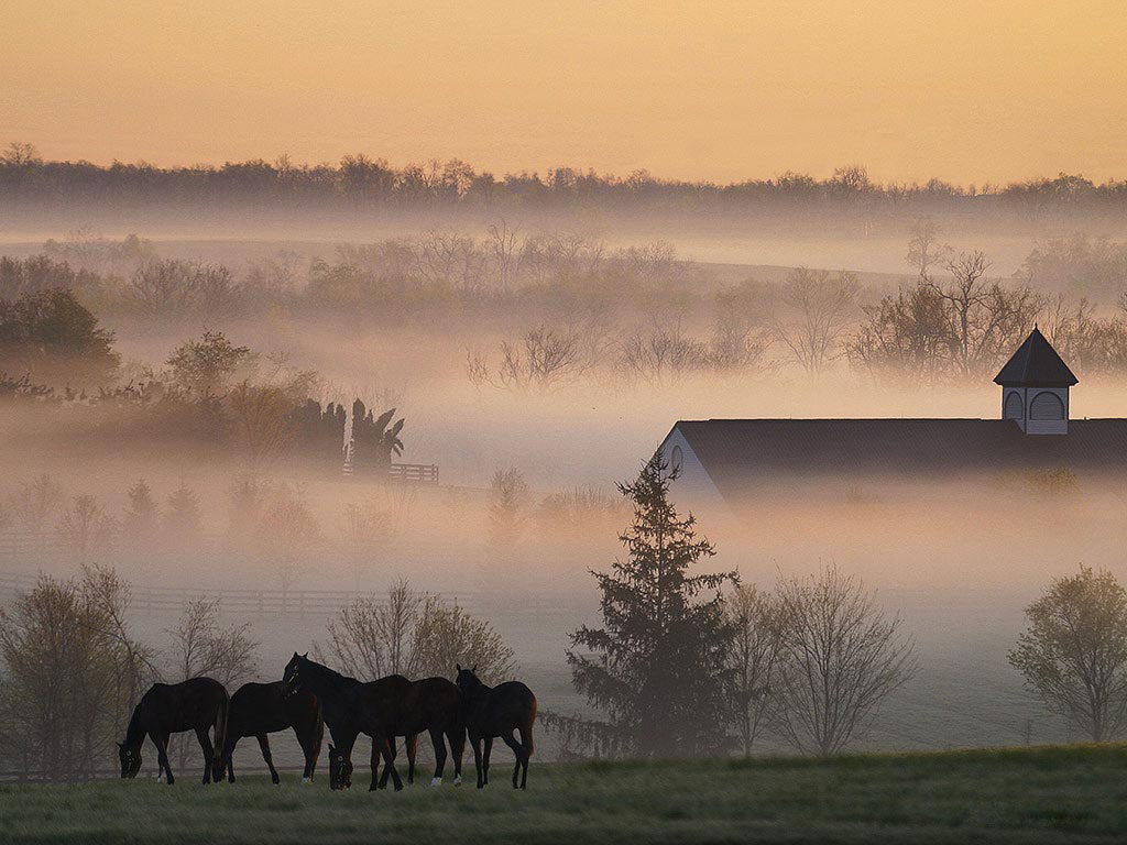 Фотография лошадей ранним утром