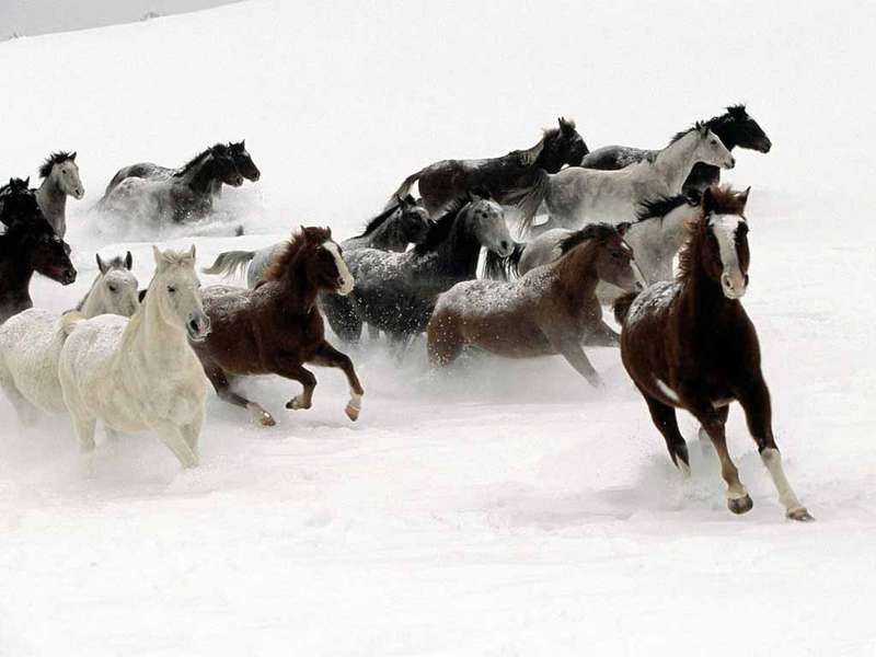 Фотообой лошади, фотографии лошадей на снегу