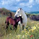 Фотография лошадь и жеребенок, фотообои с лошадьми