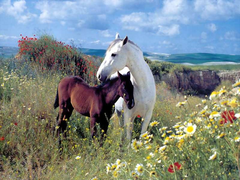 Фотография лошадь и жеребенок, фотообои с лошадьми