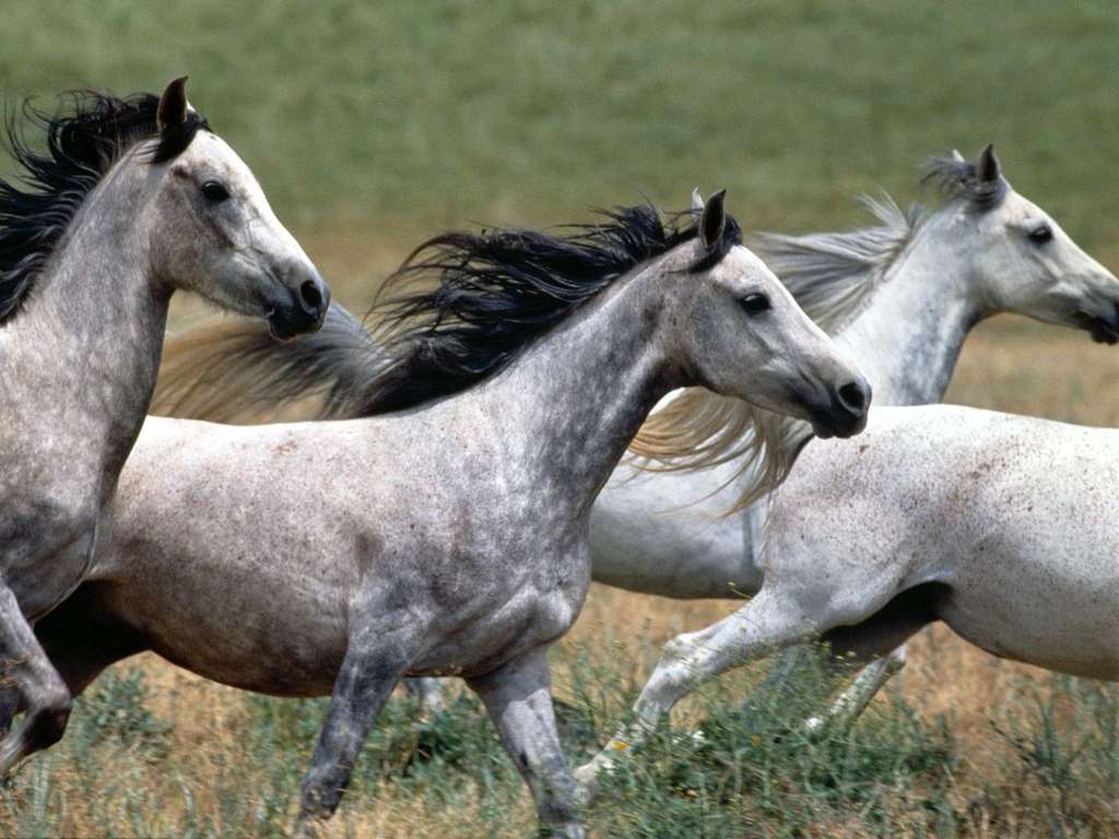 Фото бегущих лошадей