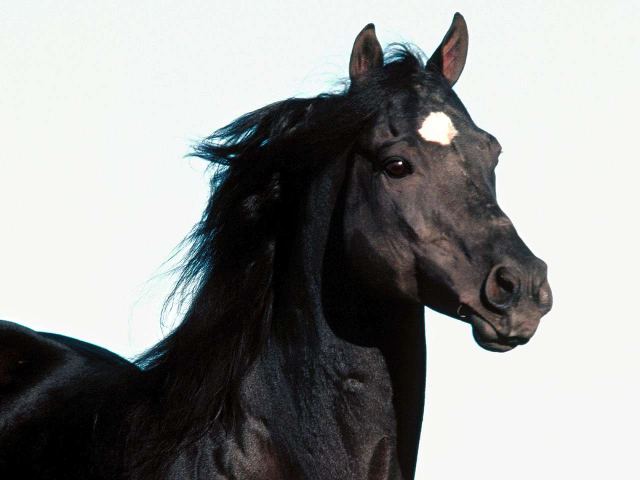 Фотообои лошади