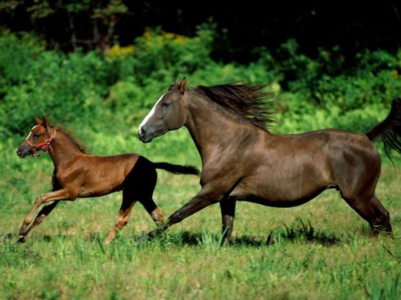 Фотография лошади и жеребенка
