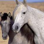 Фото лошади и жеребенка