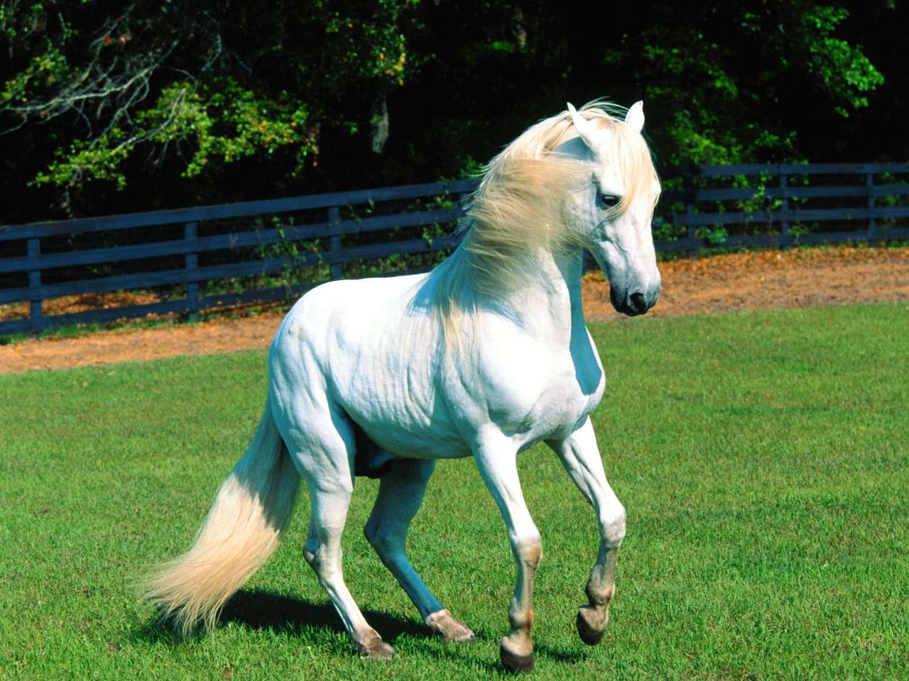 Фотография красивой лошади