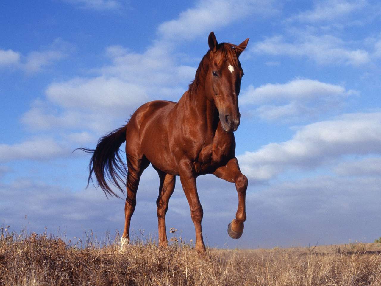 Фотообои лошадь