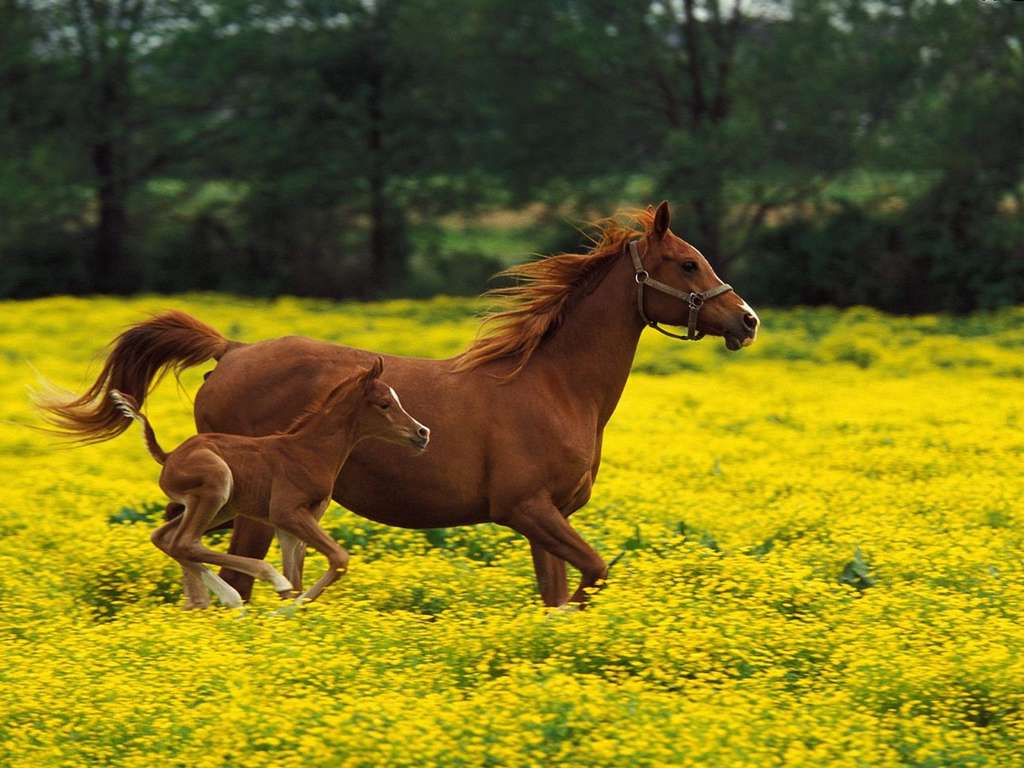 Фотография бегущей лошади