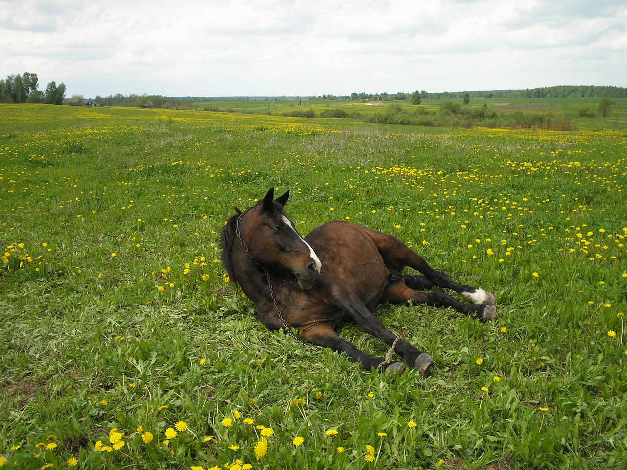 Фото лежащая лошадь