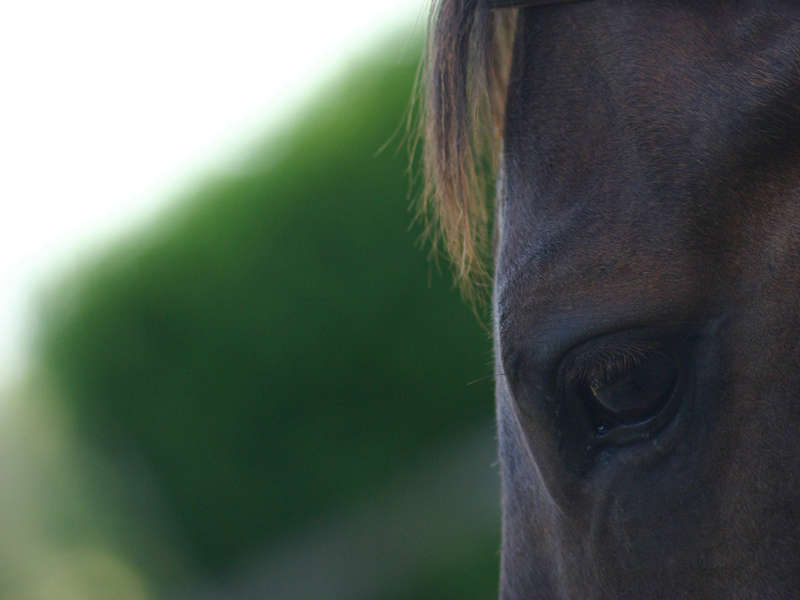 Фото глаз лошади