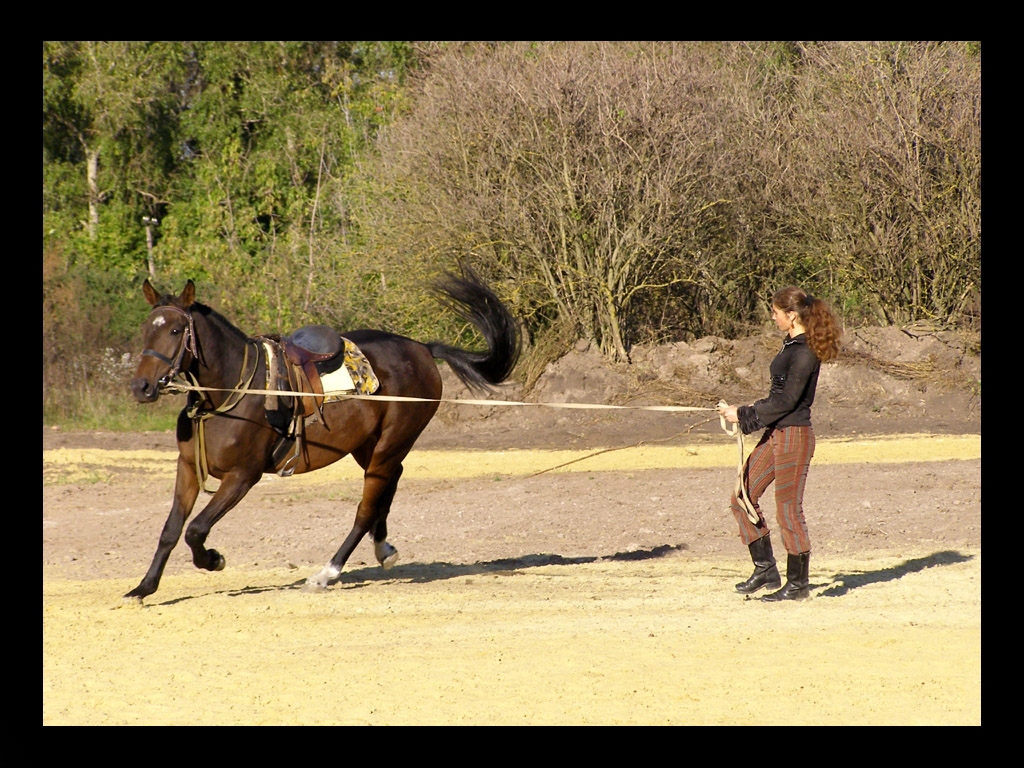 Фотография лошади на тренировке