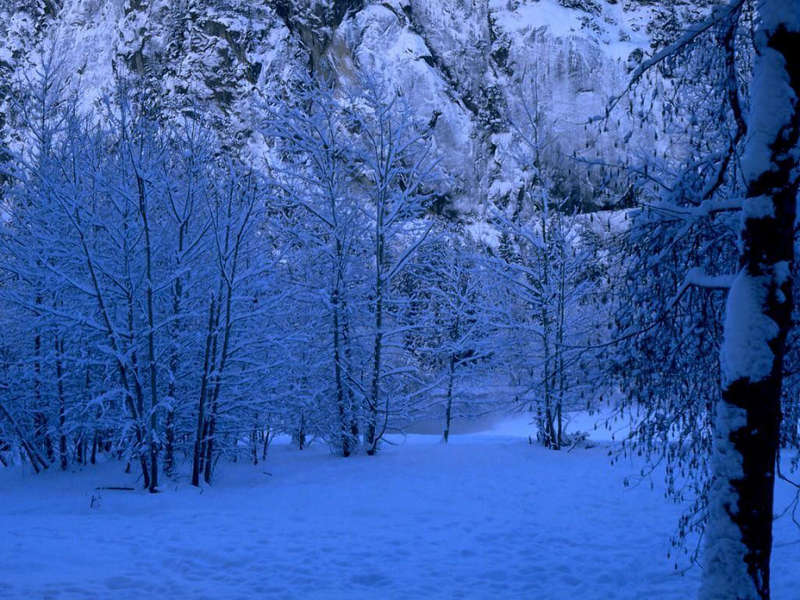 Фотообои природы, зимний лес