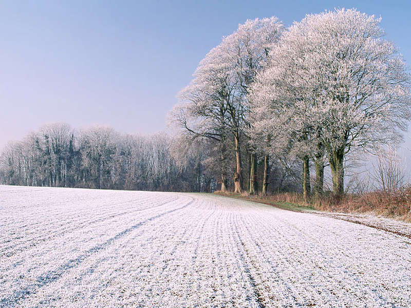 Фотография зимнего леса