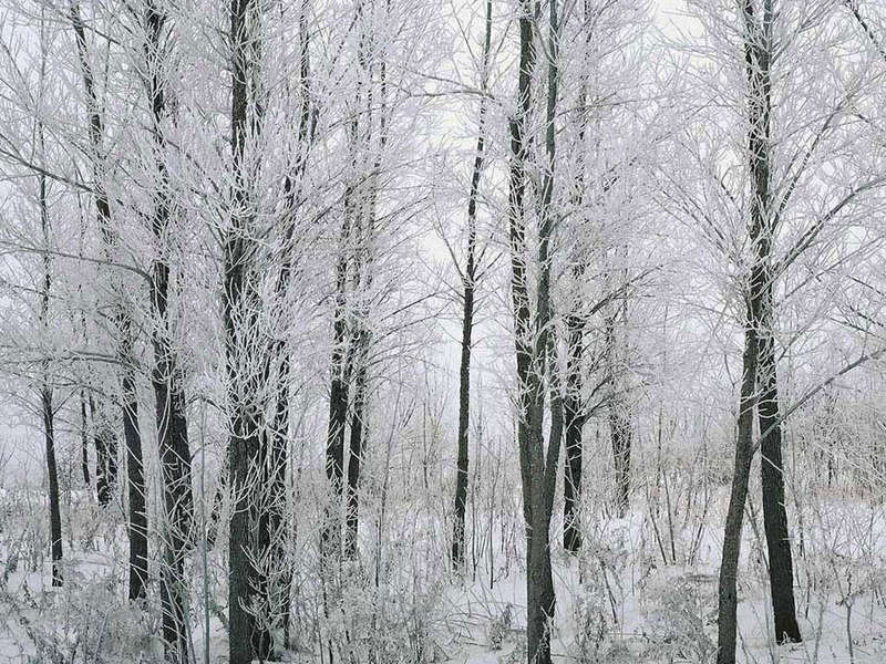 Фотография зимнего леса