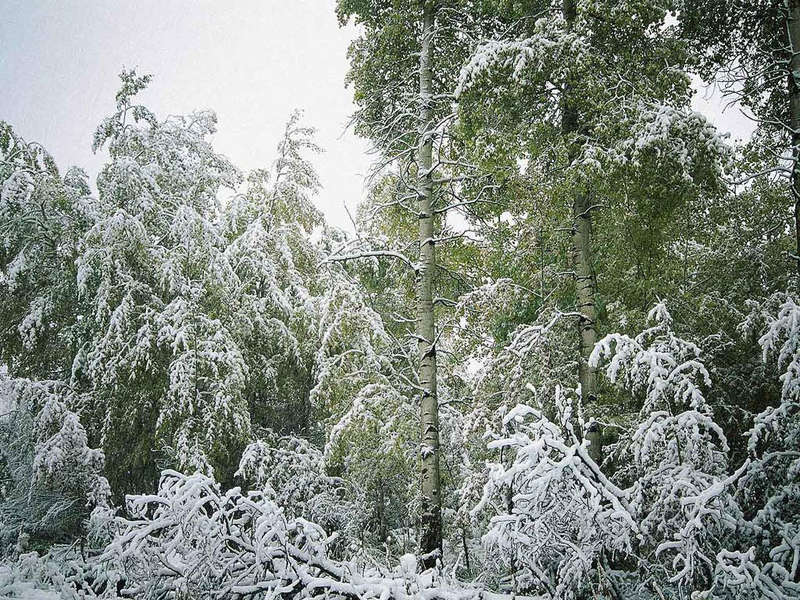 Фото зимний лес