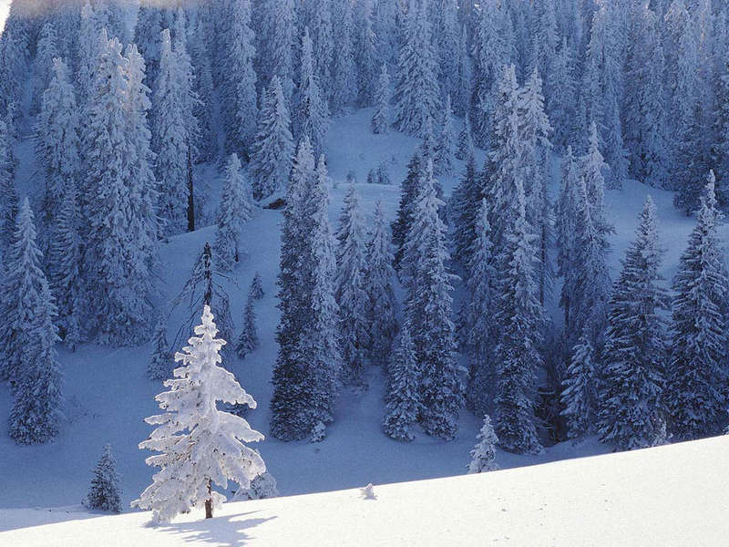 Фотографии зимнего леса