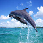 Фото дельфина, прыжок дельфина