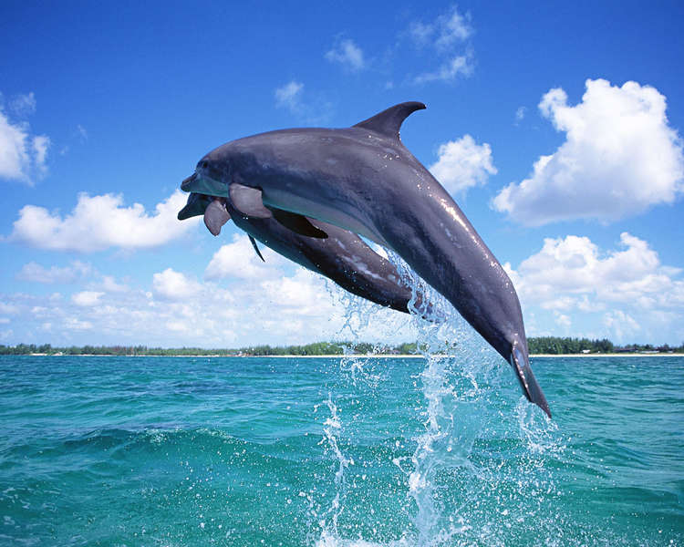 Фото дельфина, прыжок дельфина