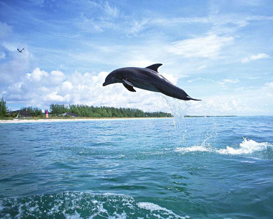 Фотографии дельфинов, дельфин в полете