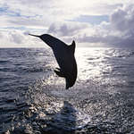 Фото черного дельфина