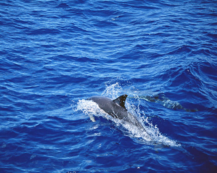 Фотообои дельфин