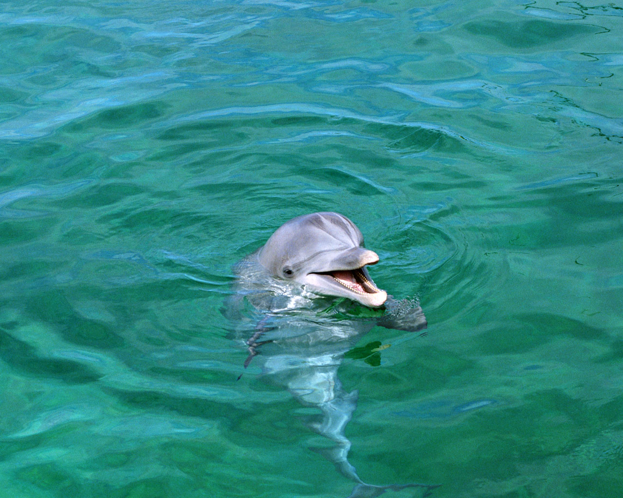Фотография дельфина