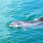 Dolphin (6)