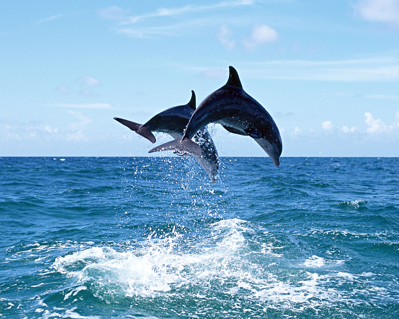 Обои дельфины, дельфины над водой