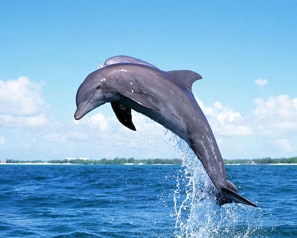 Фотообои дельфины, фотография дельфинов