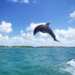 Фото красивго дельфина