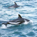 Фотография дельфины