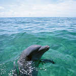 Красавец дельфин, фото