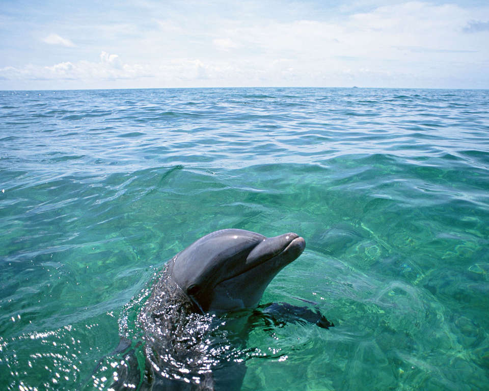 Красавец дельфин, фото