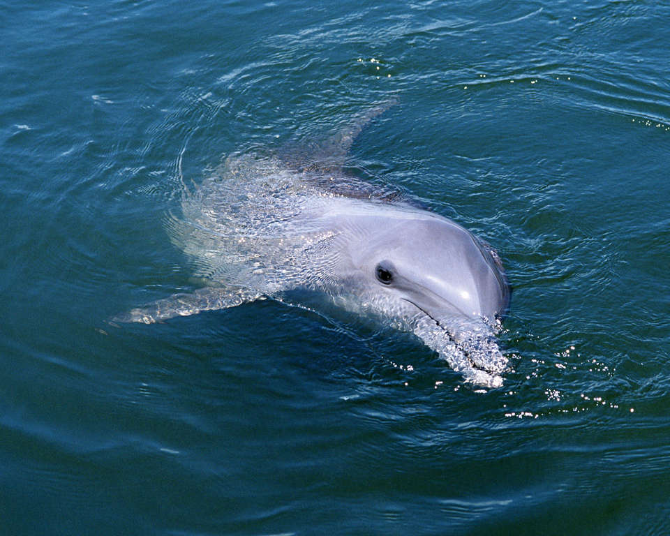 Дельфин отдыхает