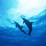 Фото дельфины