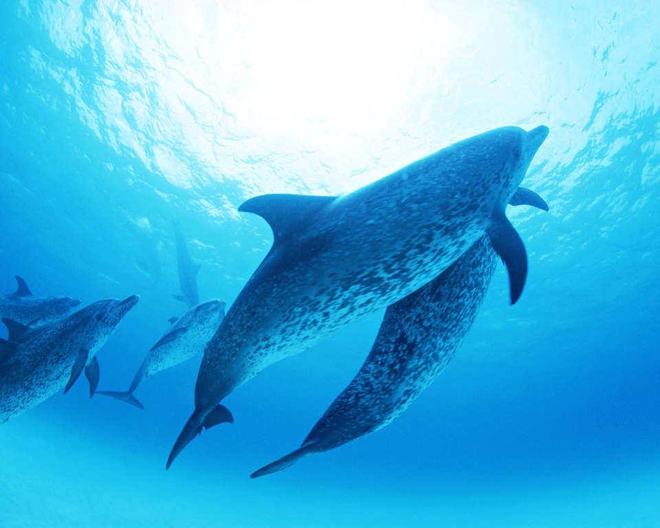 Фото пятнистых дельфинов