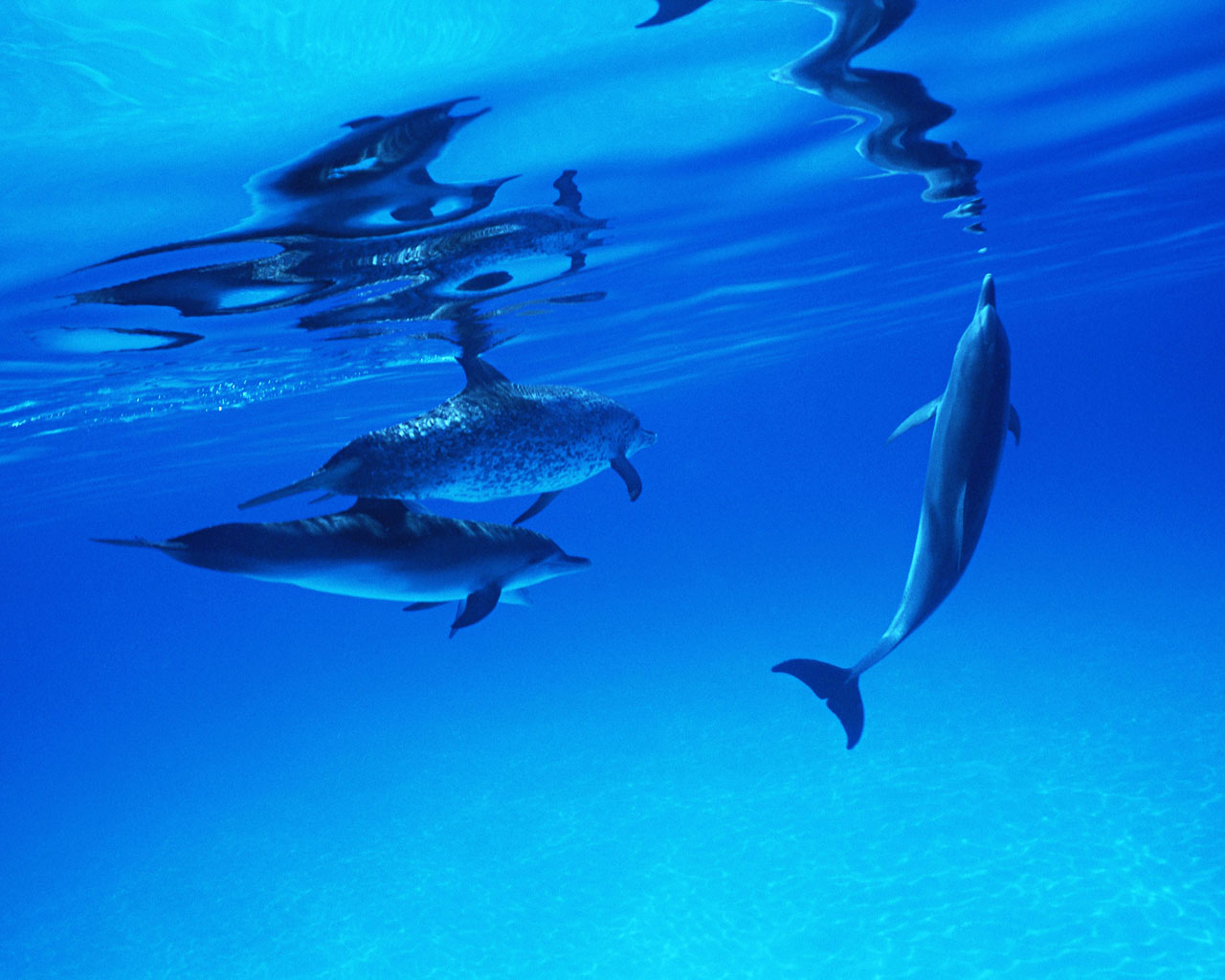 Фотообои дельфины под водой
