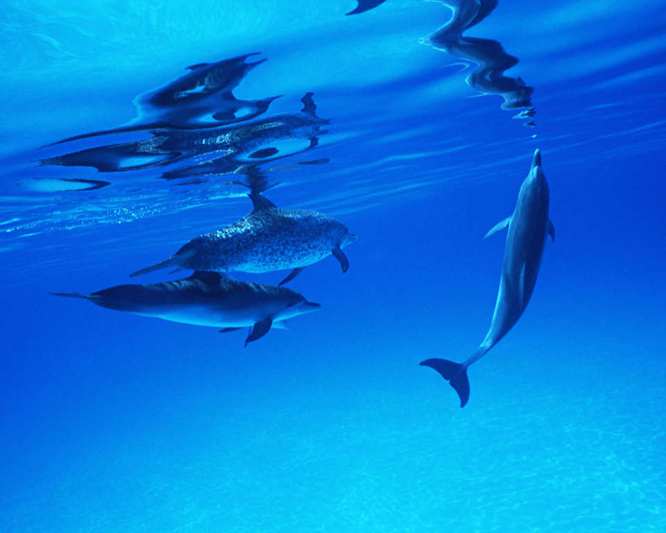 Фотообои дельфины под водой