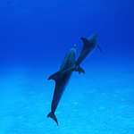 Фото дельфинов