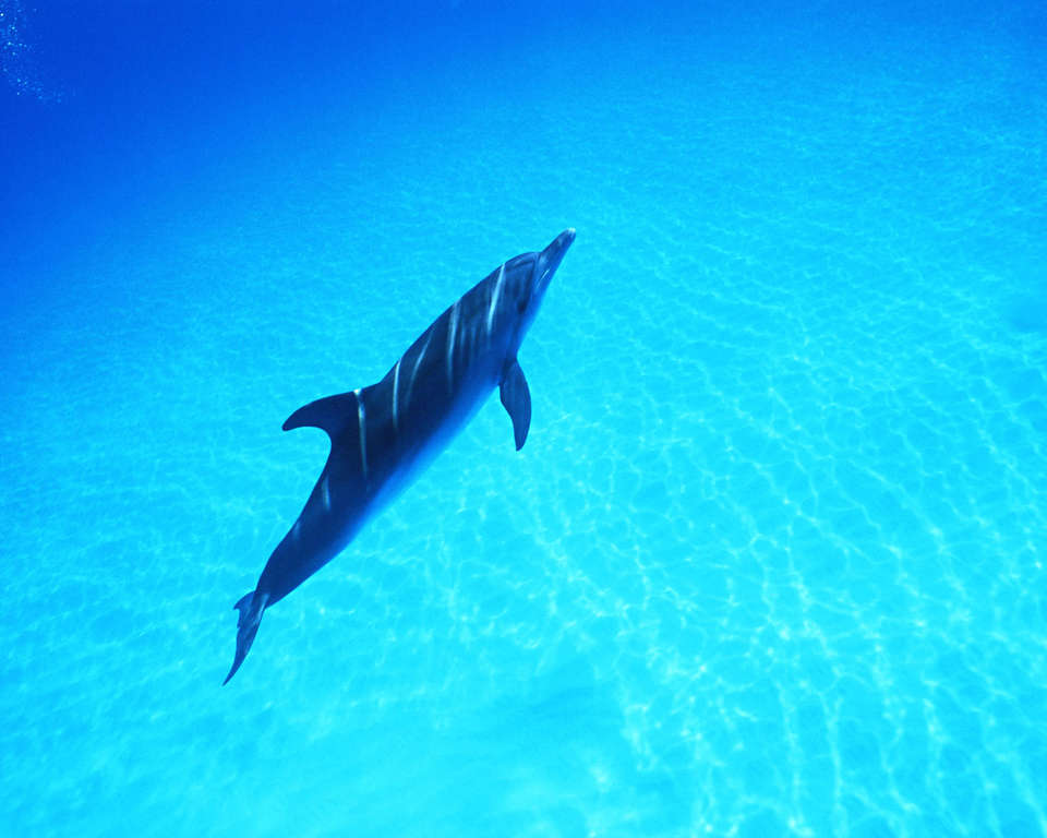 Фотография красивого дельфина