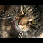 cats_3 (25)