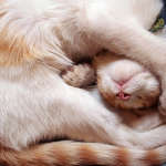 cats_4 (31)