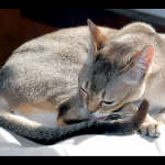 cats_4 (40)