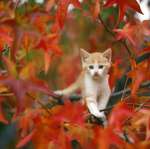 cats_5 (13)