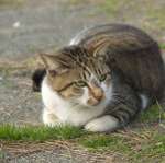 cats_5 (14)