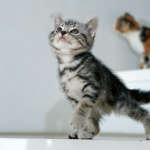 cats_6 (4)