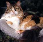 cats_6 (14)