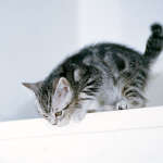 cats_6 (28)