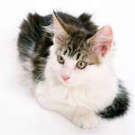 cats_6 (36)