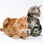 cats_6 (44)